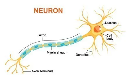 Nöron Nedir? Ne İşe Yarar ? Yapısı ve Özellikleri Nelerdir?