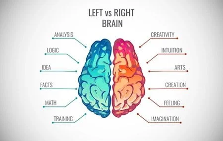 Sağ Beyinli veya Sol Beyinli Olmak Bir Efsane mi?